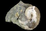 Hoploscaphites Ammonite Specimen - South Dakota #98705-1